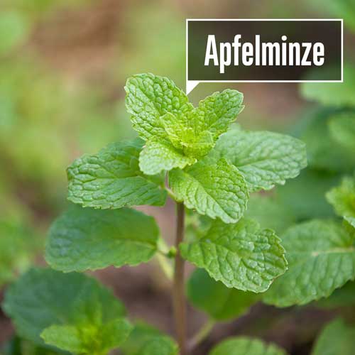 Apfelminze